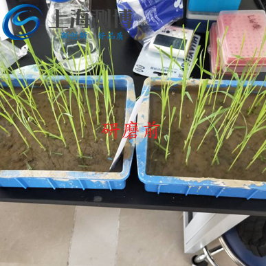 冷凍研磨儀能將難以研磨的水稻葉片進行研磨？